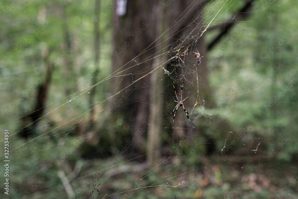 Spiden on his net waiting for fly and food