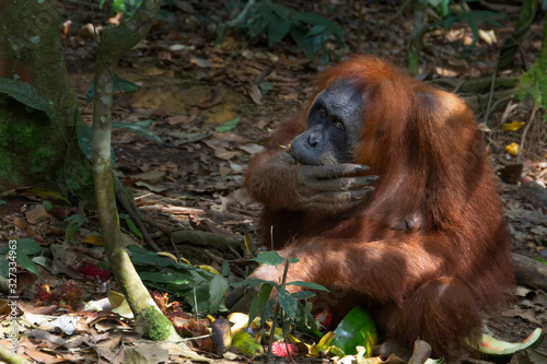 Adult orangutan eats food left by tourists in a natural habitat. Close-up