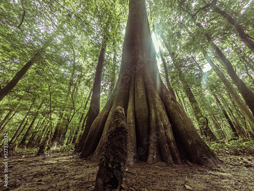 Big tree growing iun deep forest photo