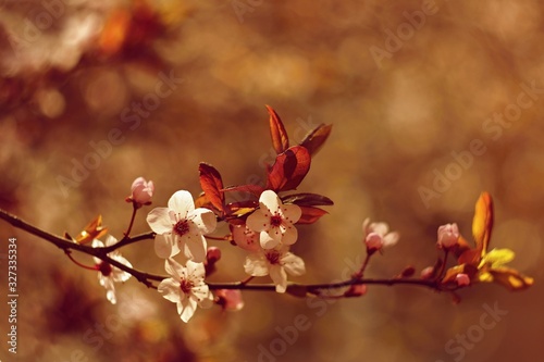 Spring background. Beautiful colorful blooming spring tree. Japanese cherry - Sakura. Nature background. Photo of an old manual lens.