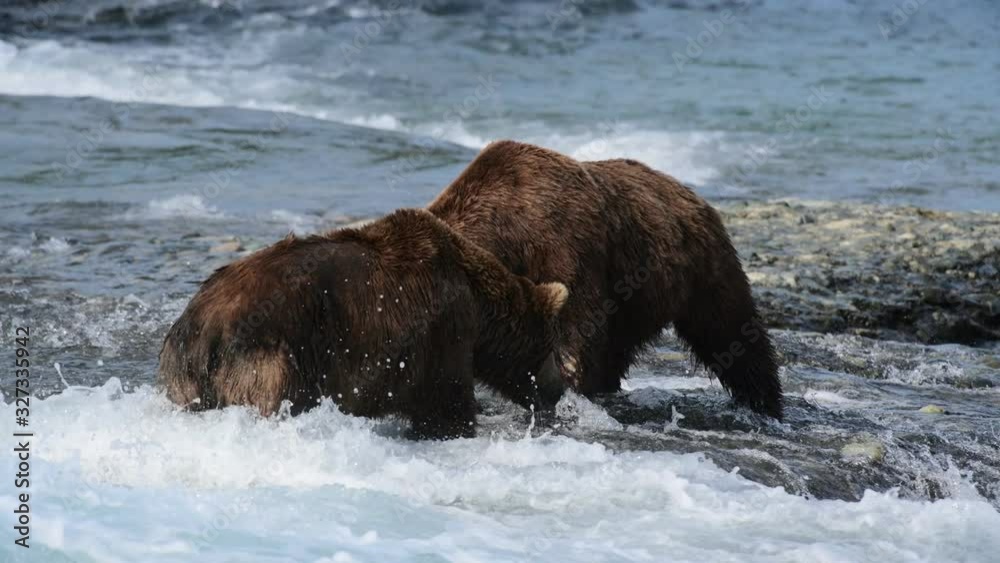 Brown Bear figting over fishing spots Brown Bear figting over fishing spots