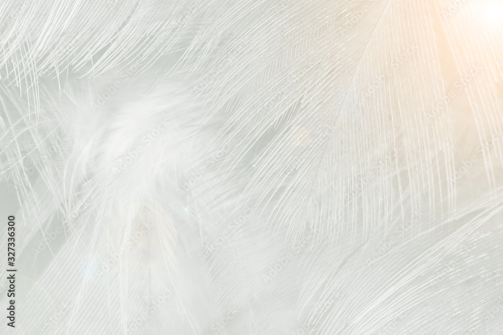 Fototapeta premium Beautiful white feather pattern texture background with Orange light flare