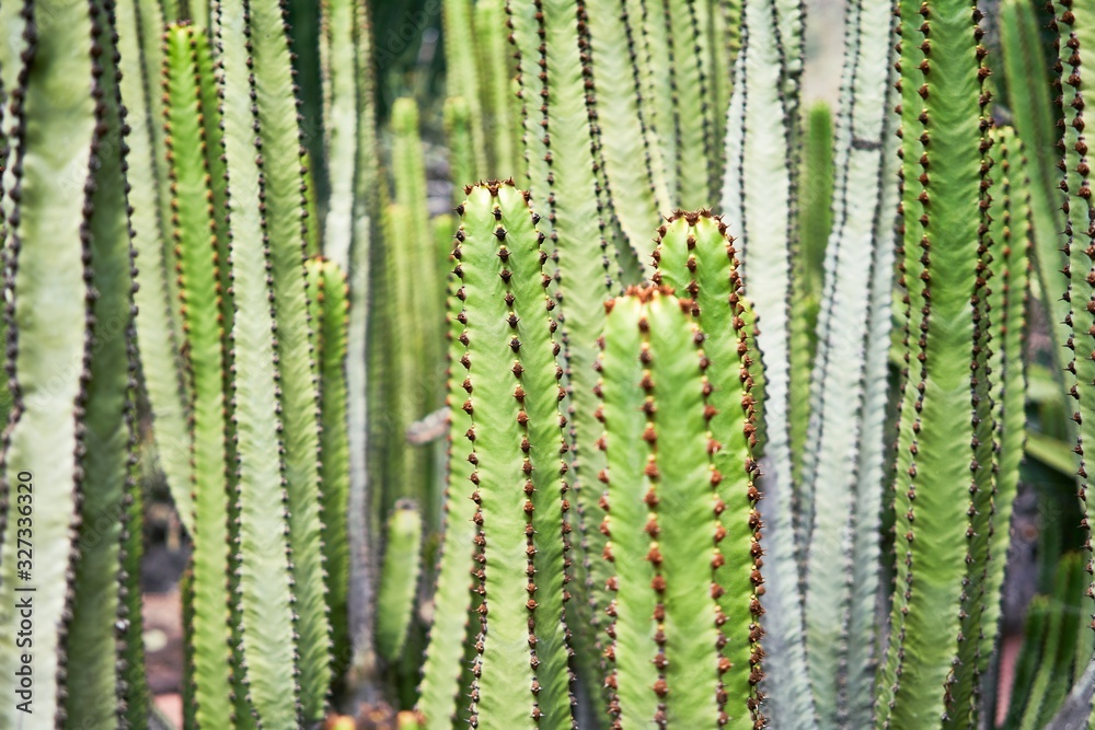 Close up of succulent green cactus at botanical garden Close up of succulent green cactus at botanical garden