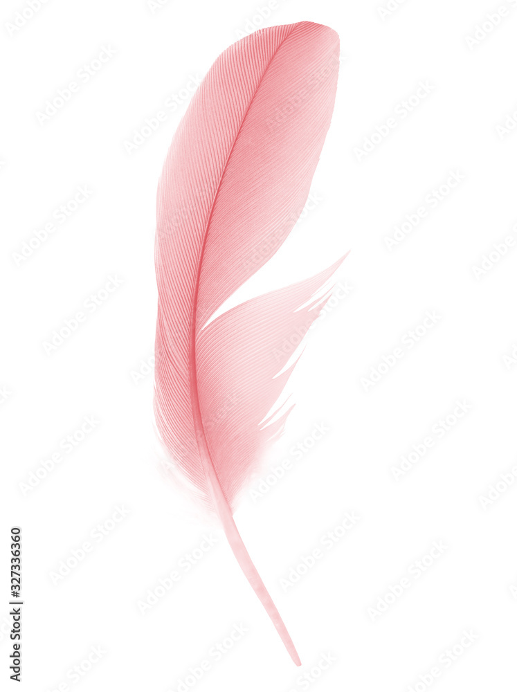 Beautiful red maroon feather isolated on white background