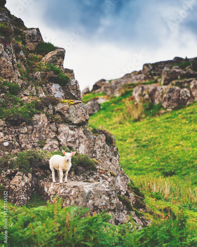 Fotografija Lost Scottish Lamb climbing the rocks in Scotland