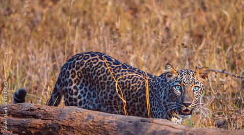 Leopard in Nagzira National Parl photo