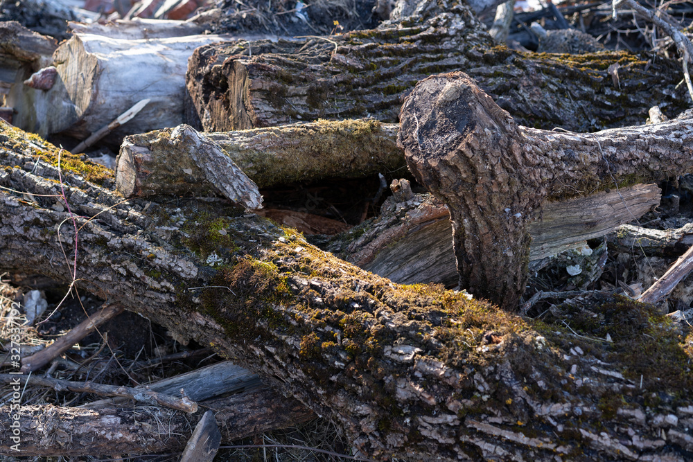 Man cut down trees and branches Man cut down trees and branches