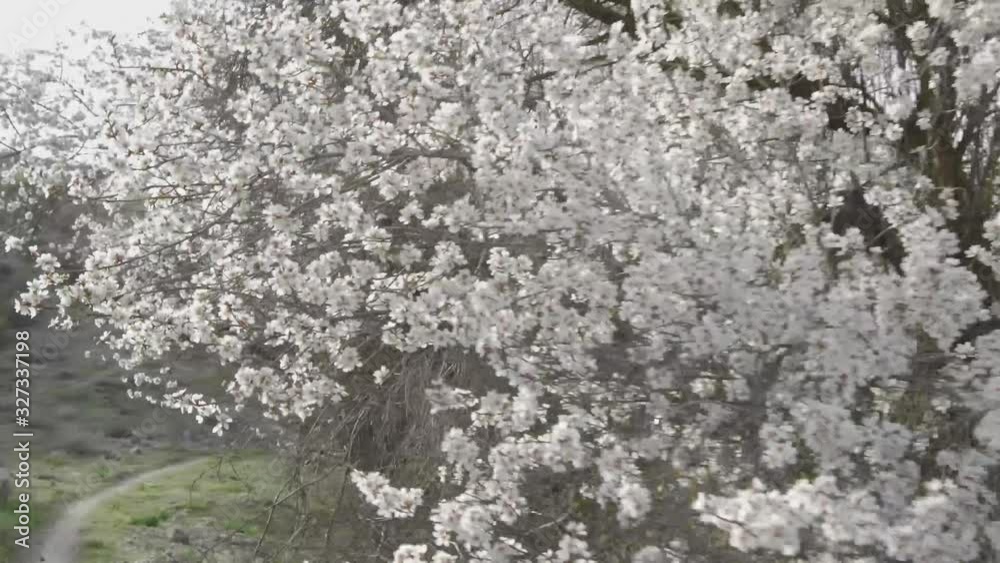 way almond flower way almond flower
