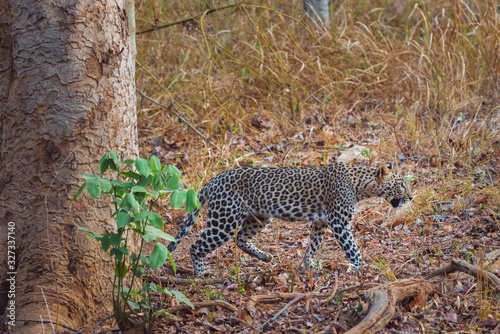 Leopard in Nagzira National Parl photo