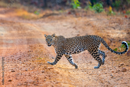 Leopard in Nagzira National Parl