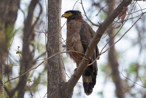 Crested Serpent Eagle Sitting on a branch in Nagzira Tiger Reserve, Maharashtra, India in the summer photo