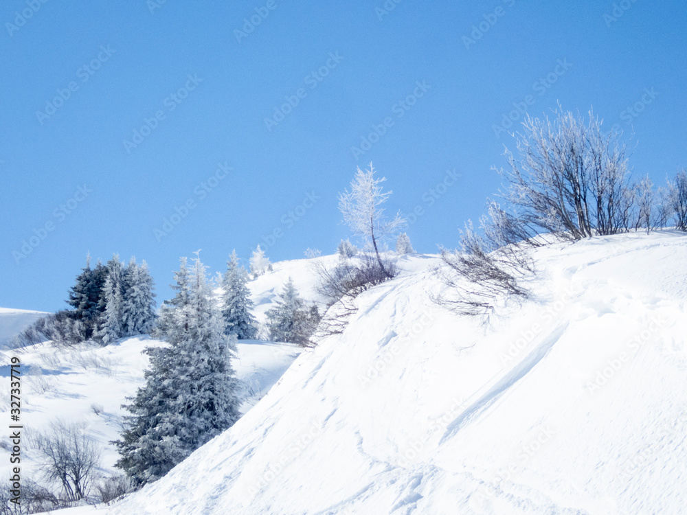 Fototapeta premium Snow and ice covered trees in a sunny morning in the Alps