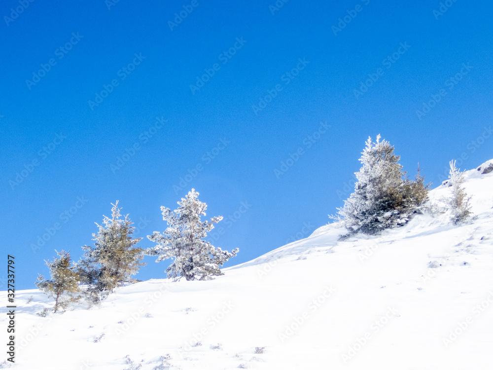 Obraz premium Snow and ice covered trees in a sunny morning in the Alps