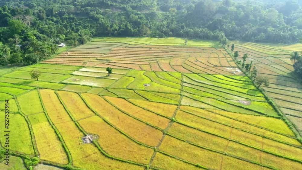 Aerial view of green rice plantation field, Palawan, Philippines. Aerial view of green rice plantation field, Palawan, Philippines.