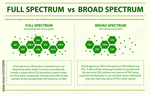 Full Spectrum vs Broad Spectrum horizontal infographic illustration about cannabis as herbal alternative medicine and chemical therapy, healthcare and medical science vector.