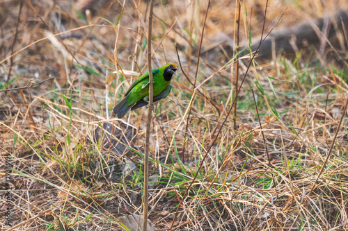 Jerdon's Leafbird on a blade of grass in Nagzira Tiger Reserve, Maharashtra, India in the summer photo