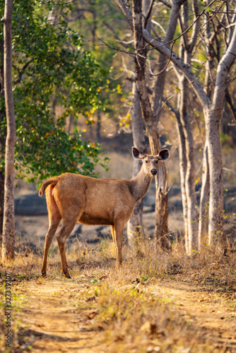 Female Sambar Deer seen on Safari in Satpura Tiger Reserve, Madhya Pradesh, India