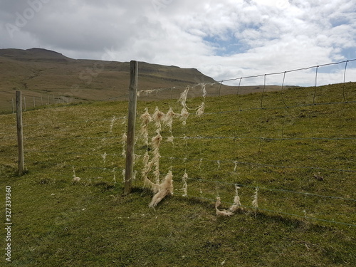 wool on fence