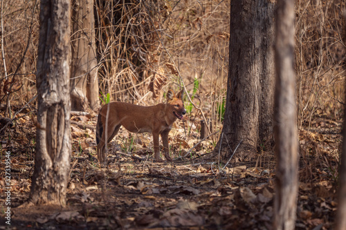 Indian Dhole or Wild Dog standing alert in Satpura Tiger Reserve, Madhya Pradesh, India