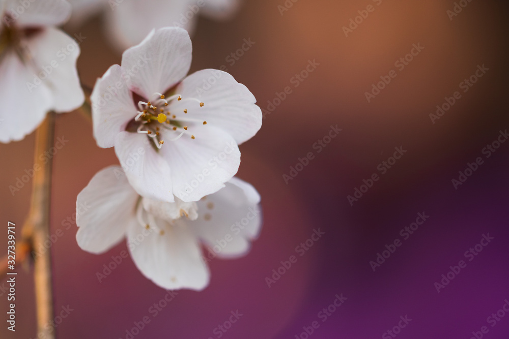 Sakura flower with purple blurred background Sakura flower with purple blurred background