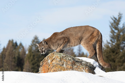Cougar or Mountain lion (Puma concolor) on the prowl on top of rocky mountain in the winter snow in the U.S.