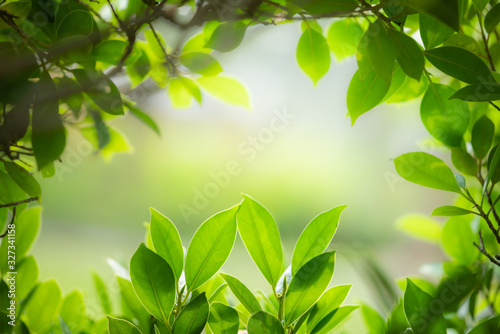 Beautiful leaf in sunny day. Green nature background for ecology and freshness wallpaper concept.