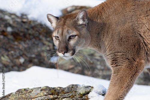 Cougar or Mountain lion (Puma concolor) on the prowl on top of rocky mountain in the winter snow in the U.S.