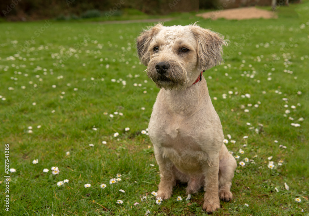 Mixed breed terrier puppy sitting on green grass