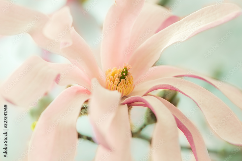 Obraz premium Star Magnoila