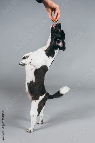 Cute and funny adopted mix-breed dog posing for the camera in a studio