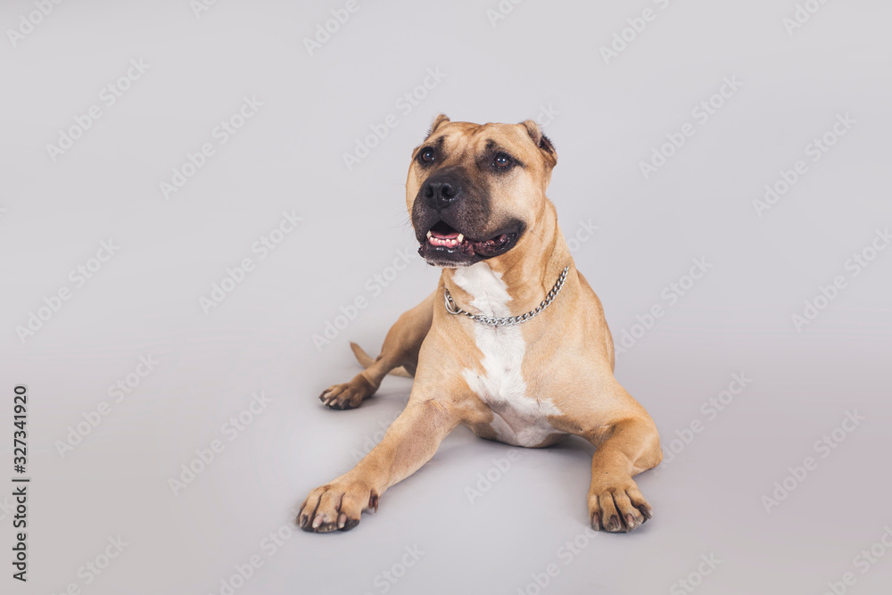 Cute and funny brown american pitbull dog posing for the camera in a studio