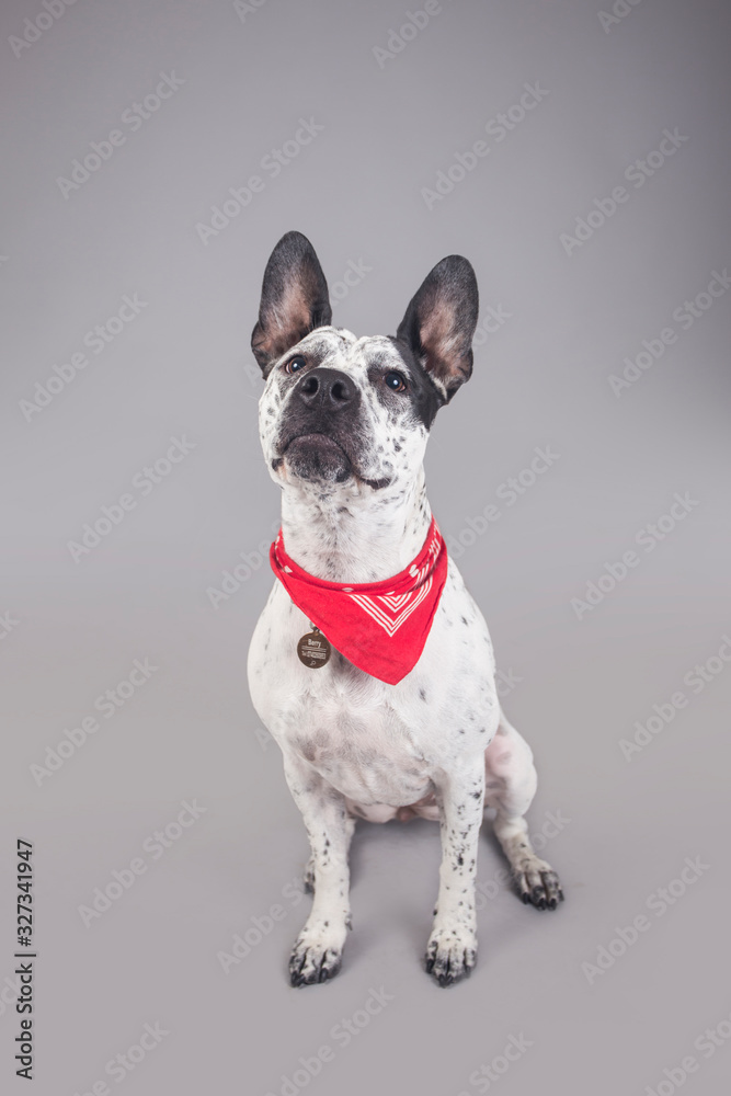 Cute and funny adopted mix-breed dog posing for the camera in a studio