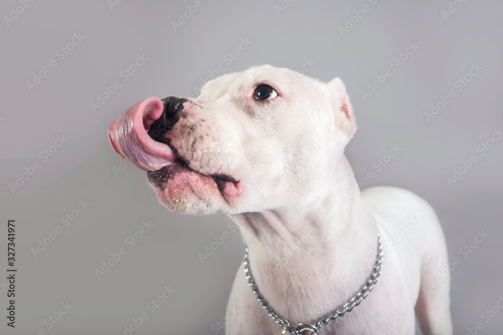Obraz premium Cute and funny Argentinian dog posing for the camera in a studio