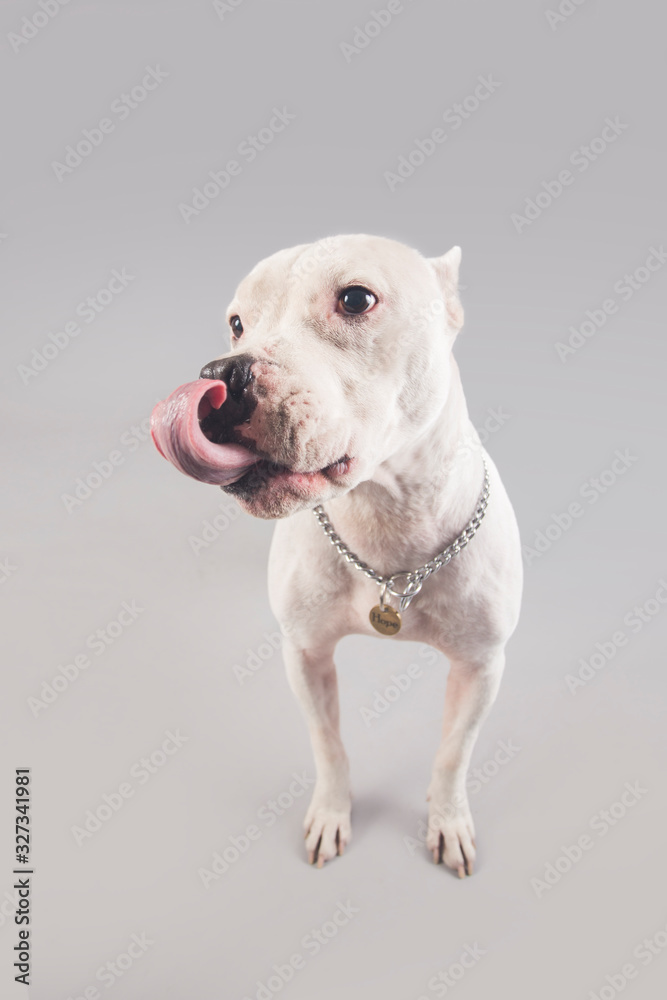 Cute and funny Argentinian dog posing for the camera in a studio