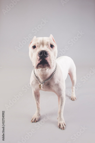Cute and funny Argentinian dog posing for the camera in a studio