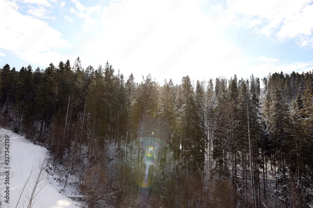 Picturesque landscape with snowy forest on sunny in winter
