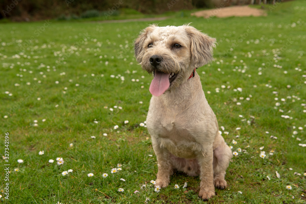 Cute mixed breed puppy in outdoor field with open mouth