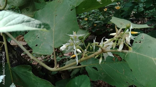 Solanum torvum or commonly called pokak eggplant and flowers. the smallest eggplant photo