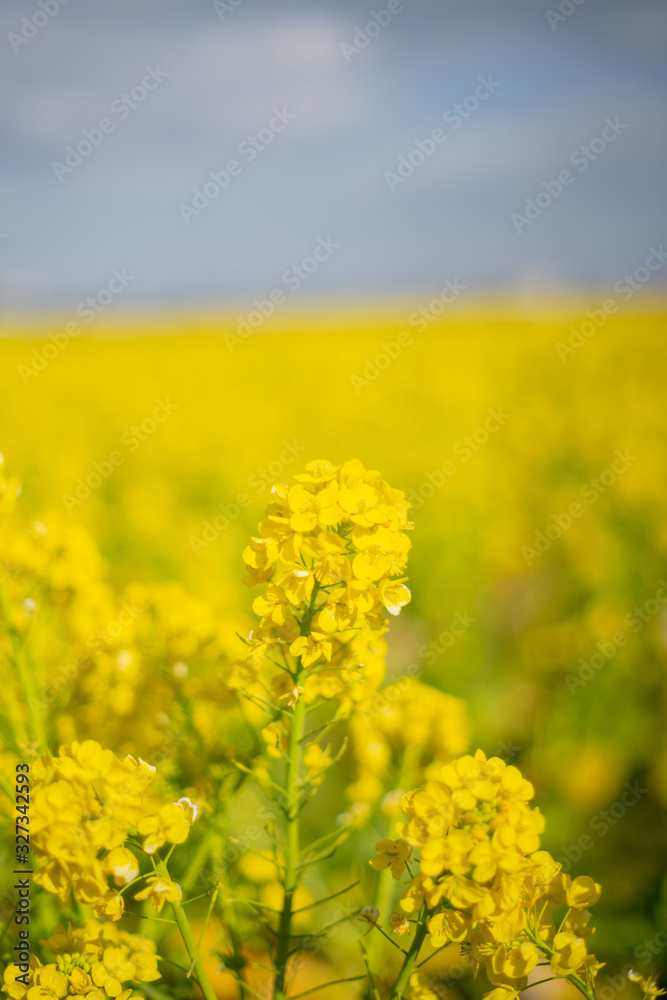 葉の花畑 葉の花畑