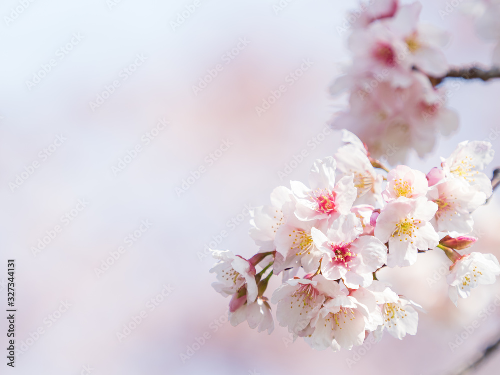 桜のある日本の風景　安行桜