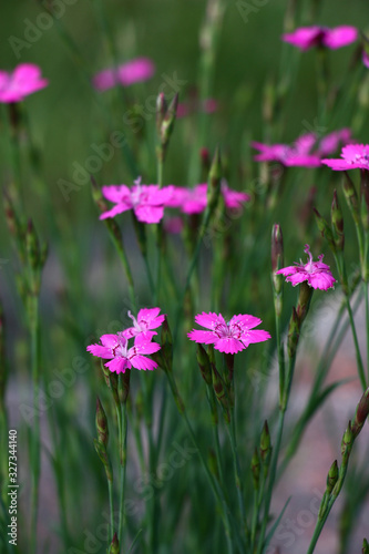 On a grey-green background rare pink flowers and buds of a dianthus deltoids.