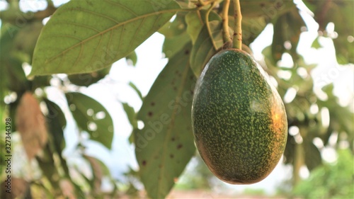 Avocado a pear-shaped fruit with a rough leathery skin, smooth oily edible flesh, and a large stone.   