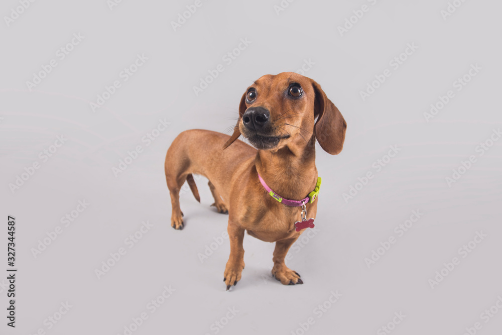 Cute and funny brown wiener dog posing for the camera in a studio Cute and funny brown wiener dog posing for the camera in a studio