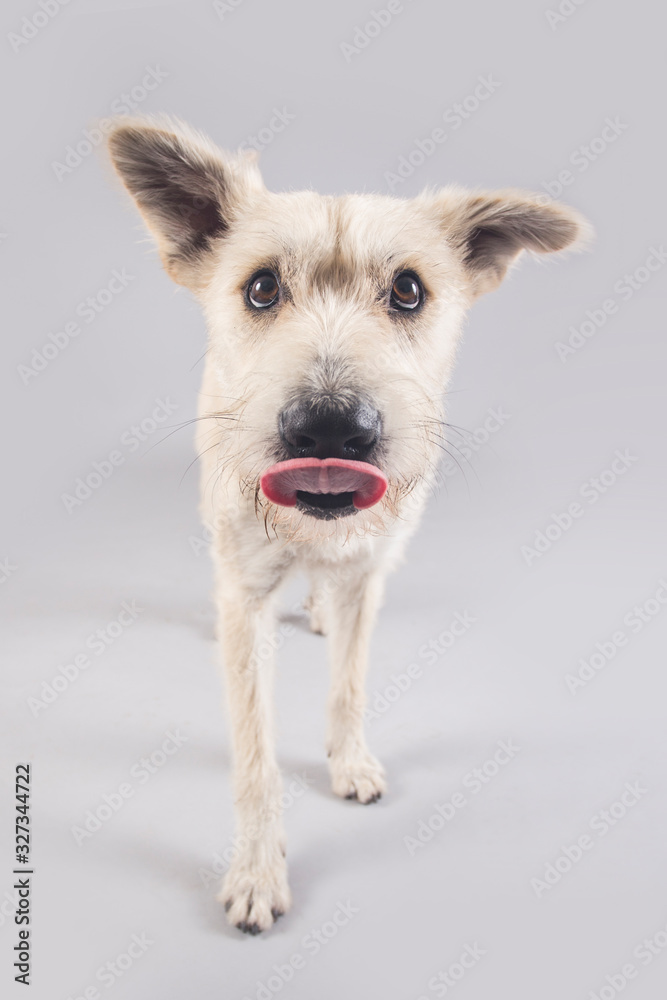 Cute and funny adopted dog posing for the camera in a studio
