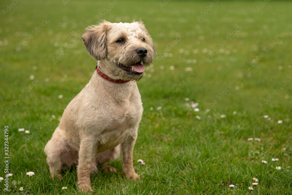 Beautiful terrier mixed breed puppy sitting in outdoor park 