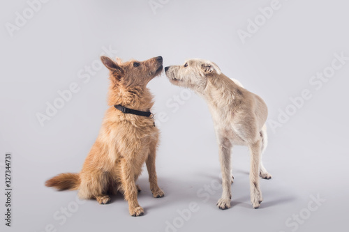 Cute and funny adopted dog posing for the camera in a studio