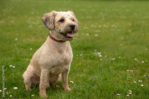 Beautiful terrier mixed breed puppy sitting in outdoor park  © stephm2506