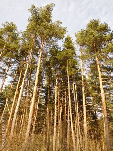 pine trees in forest