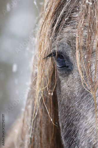 Finnhorse outside in snowfall. 