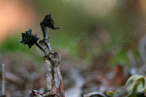 Remains of a burnt dead flower